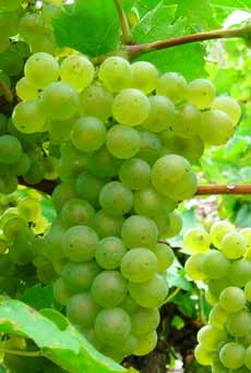 Rivaner (Müller-Thurgau) grape